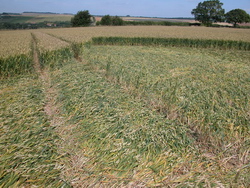 Row of green stalk stayed erect - Lockeridge - July 2008