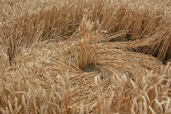 A sheaf at the center of a crop circle - Milk Hill - July 2006