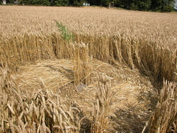 Ramo levantado en el centro de un círculo, alrededor de la única mala hierba del campo... - Avebury Manor - Julio 2008