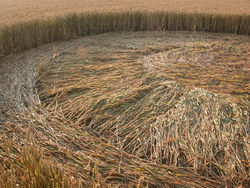 Alternate circular and radial arrangements of crops - Beckhampton - July 2008