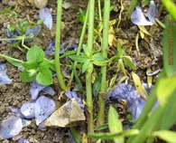 Flattened flax stems