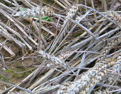 Example of stems bent at the 3rd node
