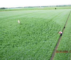 Agroglifo en un campo de lino - 28 de junio del 2009