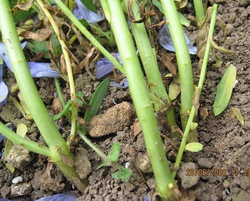 Flax Stems curved near the ground